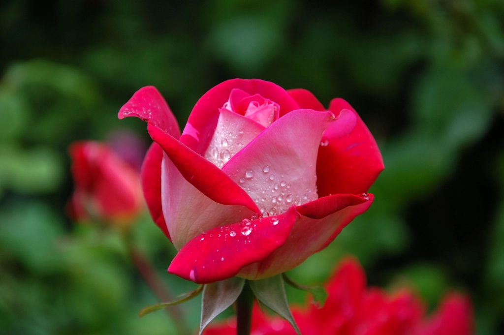 A fresh red rose